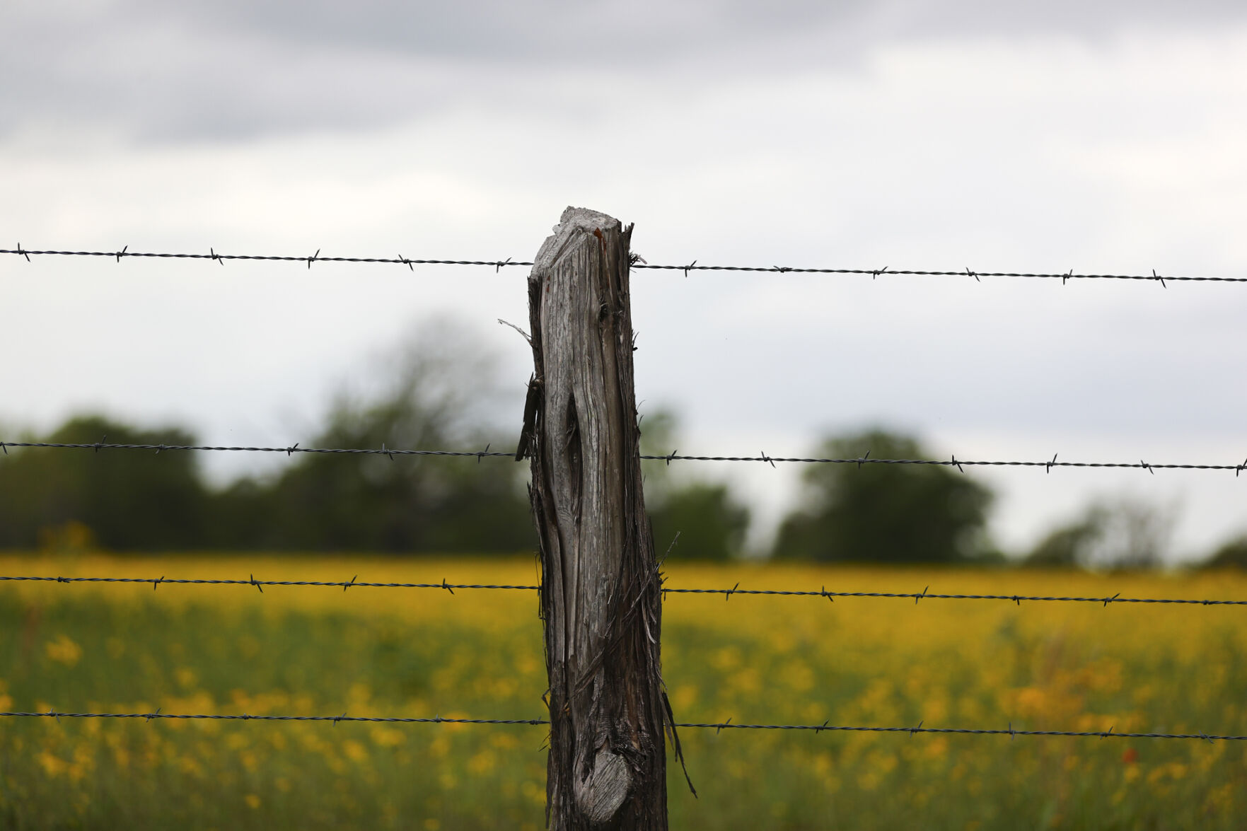 Brazos Valley Wildflowers